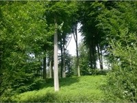 Bossen - ook mensenwerk