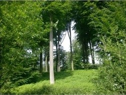 Bossen - ook mensenwerk