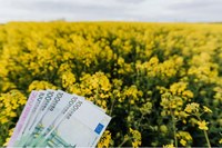 Het beginsel “geen ernstige afbreuk doen aan” en het Vlaams relanceplan