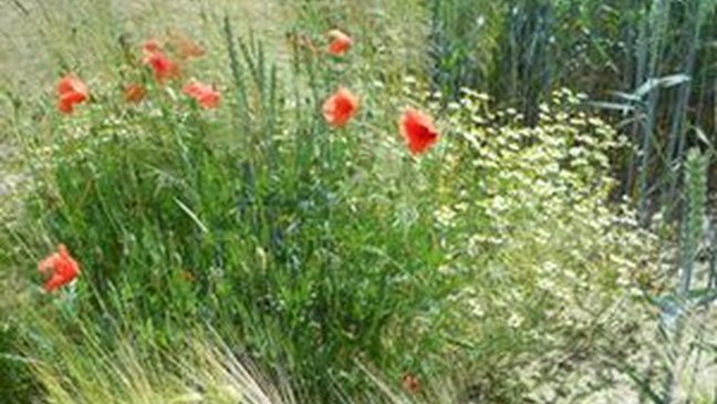 Voorontwerp van decreet houdende wijziging van titel XVI van het decreet van 5 april 1995 houdende algemene bepalingen inzake milieubeleid (met SERV)