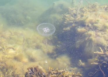 Ontwerp van decreet houdende instemming met het Verdrag ter bescherming van het cultureel erfgoed onder water, aangenomen in Parijs op 2 november 2001 