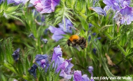 Verzameldecreet Omgeving, Natuur en Landbouw (met SERV en SALV)