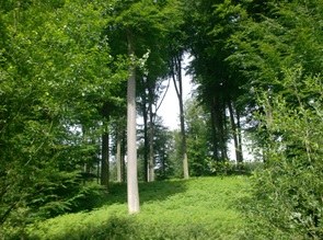 Voorontwerp van decreet houdende diverse bepalingen inzake leefmilieu en natuur (verzameldecreet) (met SALV en SERV)