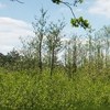 Biodiversiteit