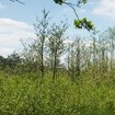 Biodiversiteit
