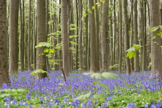 Samenstelling adviescommissie natuurbeheerplannen