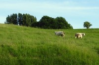 Achtste uitbreiding van het erkend natuurreservaat E-116 “Beneden-Dijlevallei” te Bonheiden, Mechelen en Boortmeerbeek