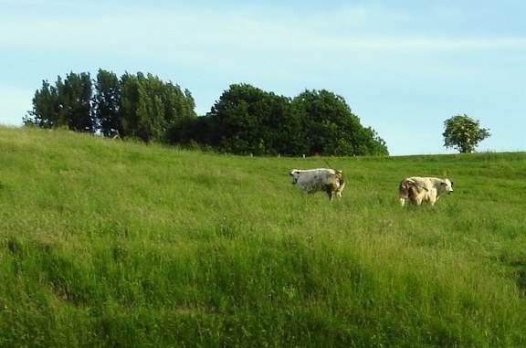 Achtste uitbreiding van het erkend natuurreservaat E-116 “Beneden-Dijlevallei” te Bonheiden, Mechelen en Boortmeerbeek