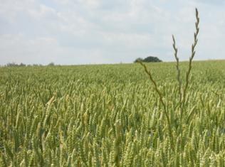 Voorontwerp van decreet tot vaststelling van de regels inzake de verdeling van het Vlaams Plattelandsfonds (met SALV)