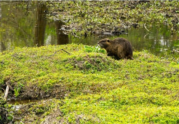 Beheerregeling voor de muskusrat (met SALV)