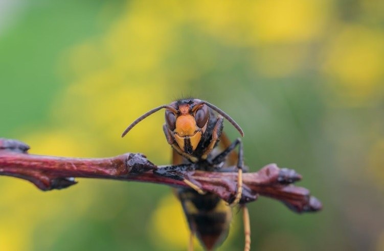 Beheerregeling Aziatische hoornaar (met SALV)
