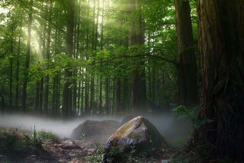 Bescherming waardevolle bossen