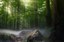 Bescherming waardevolle bossen