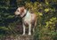 Besluit assistentiehonden in reservaten en bossen