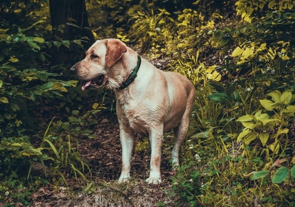 Besluit assistentiehonden in reservaten en bossen