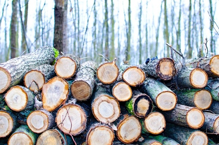 Drie uitvoeringsbesluiten bosbeleid - openbare bossen - ontbossing