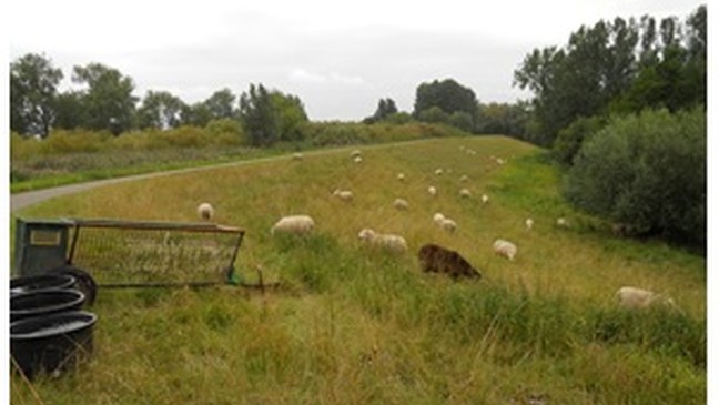 Besluit betreffende de natuurbeheerplannen en de erkenning van reservaten (met SALV)