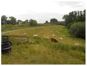 Besluit betreffende de natuurbeheerplannen en de erkenning van reservaten (met SALV)