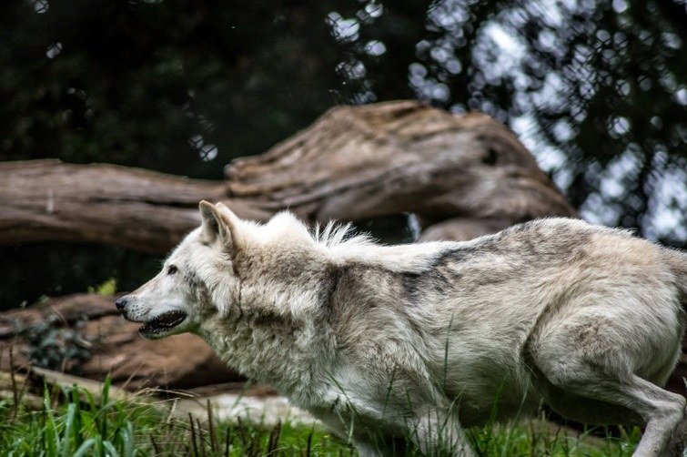 Subsidiëring van wolfwerende maatregelen (met SALV)