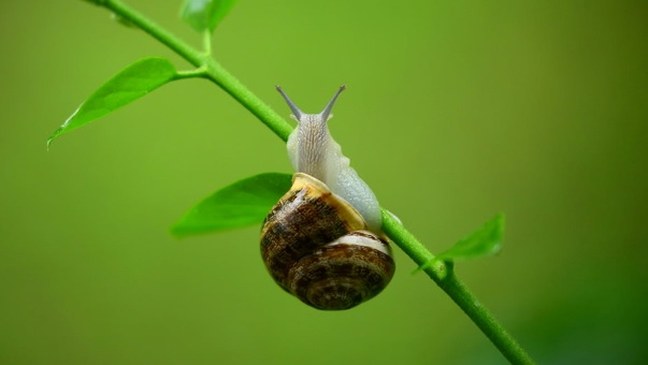 Biodiversiteitsbeleid na 2020