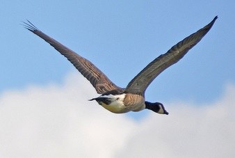 Code goede praktijk schadevoorkoming wild en beschermde soorten