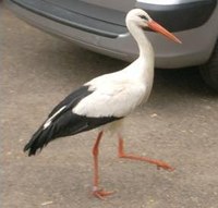 ooievaar.jpg