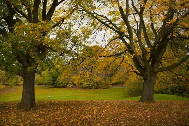 Decreet Vlaamse parken en landschapszorg (met SARO)