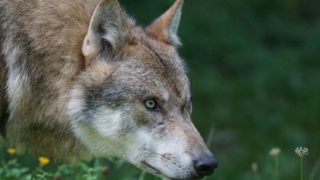 Decreetwijziging statuut soort wolf 