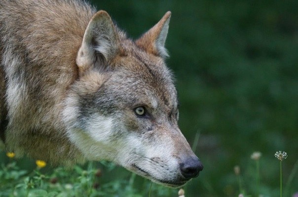 Decreetwijziging statuut soort wolf 