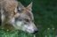 Decreetwijziging statuut soort wolf 