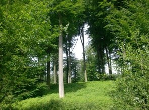 De economische functie van bos in het Vlaamse Gewest