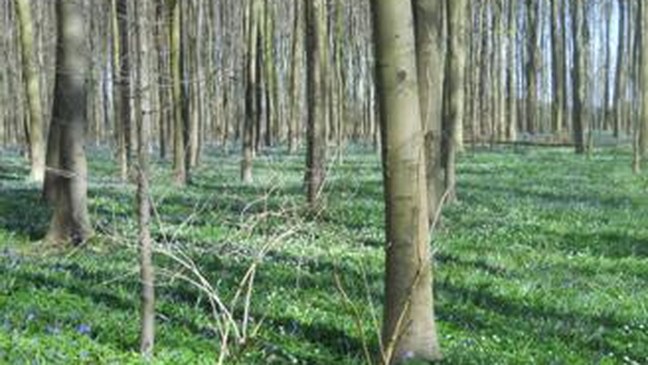 Instrumenten van natuur- en bosbeleid i.f.v. instandhoudingsdoelstellingen 