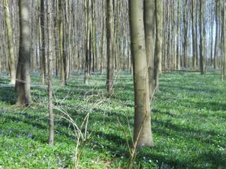 Instrumenten van natuur- en bosbeleid i.f.v. instandhoudingsdoelstellingen 