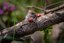 Europese Biodiversiteitsstrategie 2030