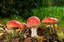 Fiscale gunstmaatregelen natuurbeheerplannen (MET SALV)