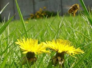 Besluit criteria geïntegreerd natuurbeheer (met SALV)