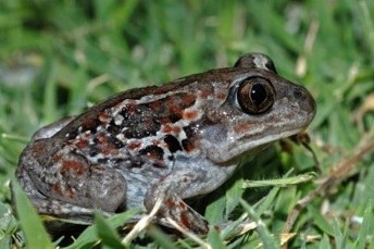 Drie dossiers instandhoudingsdoelstellingen van Vogelrichtlijngebieden (met SALV)