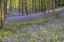 Hallerbos.jpg