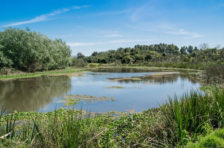 Subsidiëring van het geïntegreerd natuurbeheer, wat betreft inrichtingen en aankopen in het kader van natte natuur