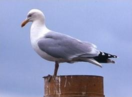 Zilvermeeuw.jpg