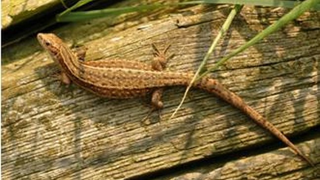 Ontwerpbesluit tot vaststelling van de rode lijst amfibieën en reptielen