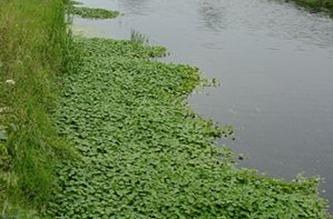 Ontwerp van ministerieel besluit tot vaststelling van een beheerregeling betreffende invasieve waterplanten