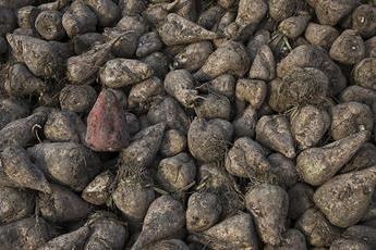 Ontwerpbesluiten betreffende de genetisch gewijzigde suikerbieten en aardappelgewassen (samen met SALV)