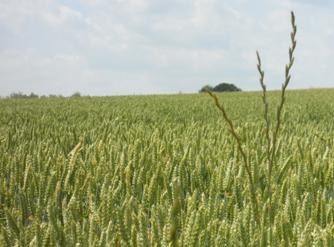 PDPO II > III: overgangsregeling voor agromilieumaatregelen (met SALV)