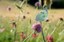 De ‘Pledge’ in uitvoering van de Biodiversiteitsstrategie 2030