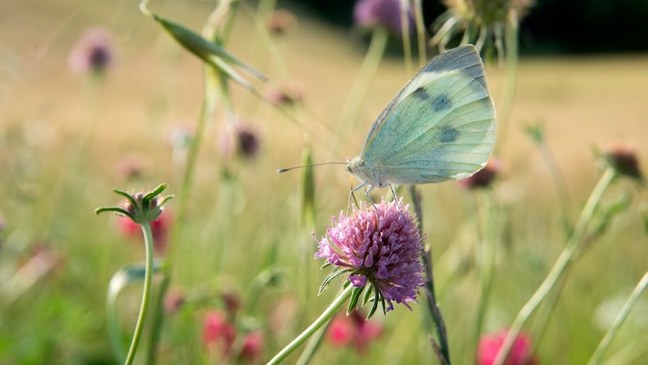 De ‘Pledge’ in uitvoering van de Biodiversiteitsstrategie 2030