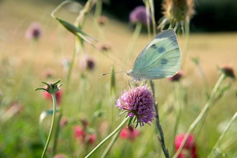 De ‘Pledge’ in uitvoering van de Biodiversiteitsstrategie 2030