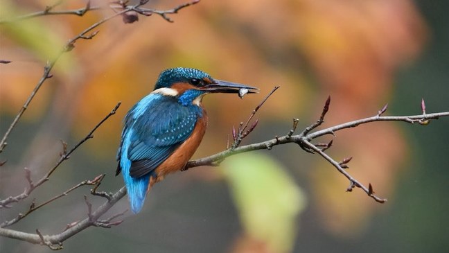 Vlaamse uitvoering van de Vogel- en Habitatrichtlijn
