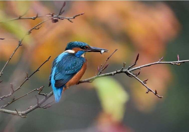 Vlaamse uitvoering van de Vogel- en Habitatrichtlijn