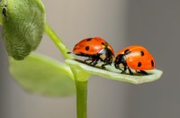 Rode lijsten inheemse zoogdieren, lieveheersbeestjes en waterwantsen